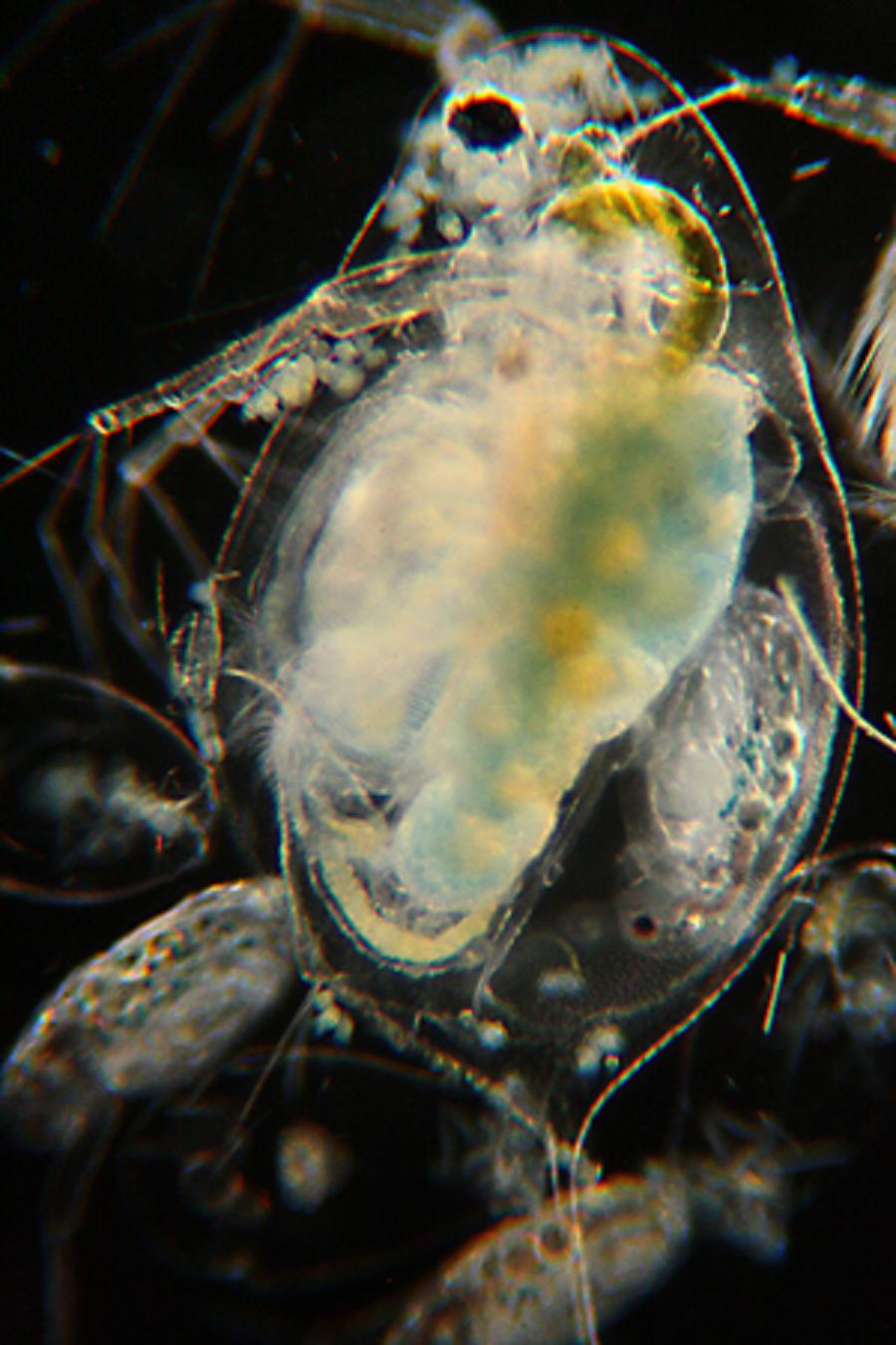 Daphnia